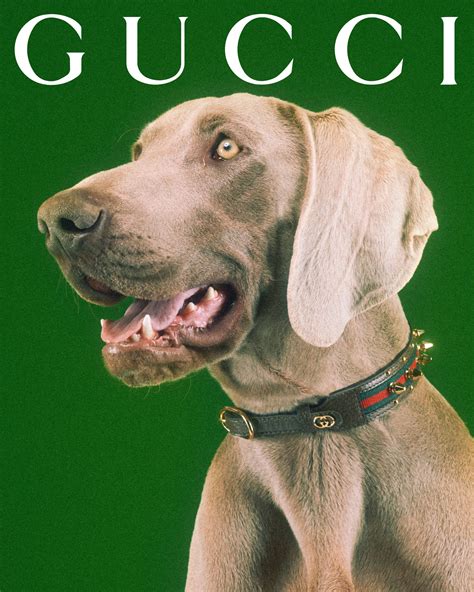 gucci dog watch|gucci dog and cat.